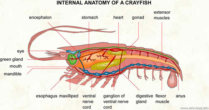 Crayfish - COMPARATIVE ANATOMY